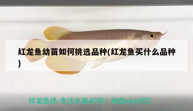 紅龍魚幼苗如何挑選品種(紅龍魚買什么品種) 狗仔（招財貓)魚苗