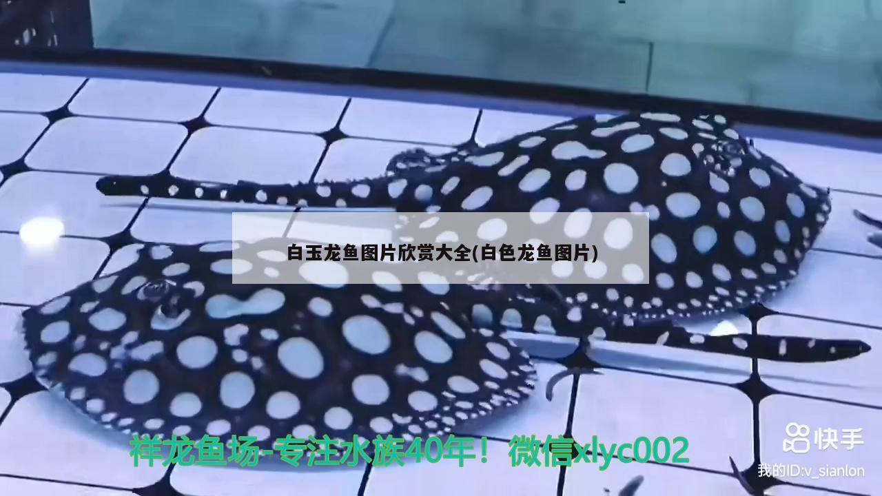 白玉龍魚圖片欣賞大全(白色龍魚圖片) 紅魔王銀版魚