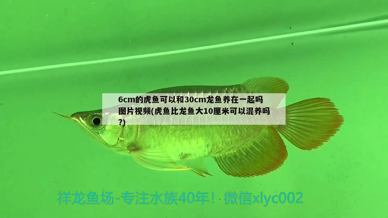 6cm的虎魚可以和30cm龍魚養(yǎng)在一起嗎圖片視頻(虎魚比龍魚大10厘米可以混養(yǎng)嗎?)