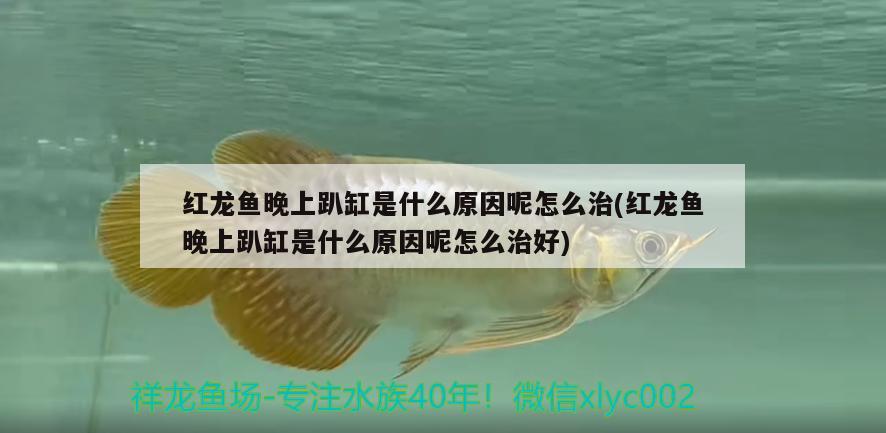 紅龍魚(yú)晚上趴缸是什么原因呢怎么治(紅龍魚(yú)晚上趴缸是什么原因呢怎么治好)