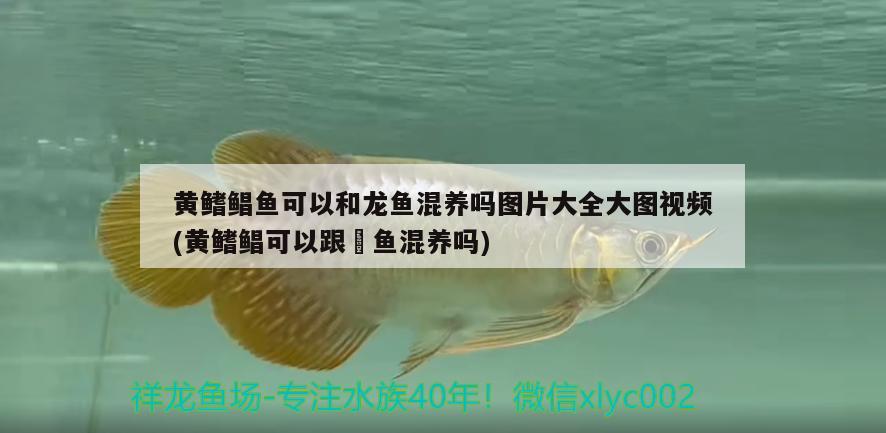 黃鰭鯧魚可以和龍魚混養(yǎng)嗎圖片大全大圖視頻(黃鰭鯧可以跟魟魚混養(yǎng)嗎) 黃鰭鯧魚