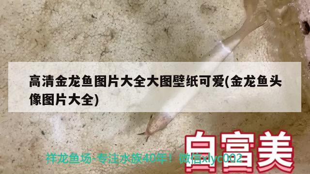 高清金龍魚圖片大全大圖壁紙可愛(金龍魚頭像圖片大全) 廣州祥龍國際水族貿(mào)易