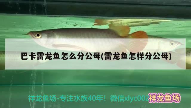 巴卡雷龍魚怎么分公母(雷龍魚怎樣分公母) 巴卡雷龍魚