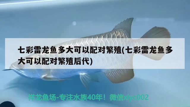 七彩雷龍魚(yú)多大可以配對(duì)繁殖(七彩雷龍魚(yú)多大可以配對(duì)繁殖后代) 狗頭魚(yú)