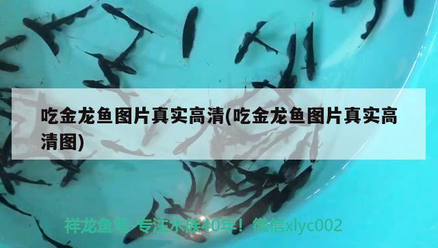 紅龍魚撞缸掉鱗怎么辦視頻(紅龍魚撞缸怎么回事)