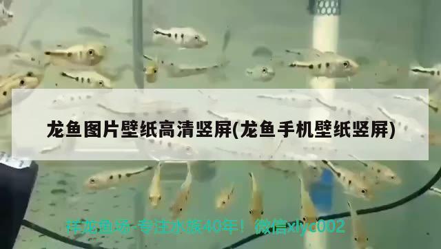 龍魚圖片壁紙高清豎屏(龍魚手機(jī)壁紙豎屏) 白子銀版魚