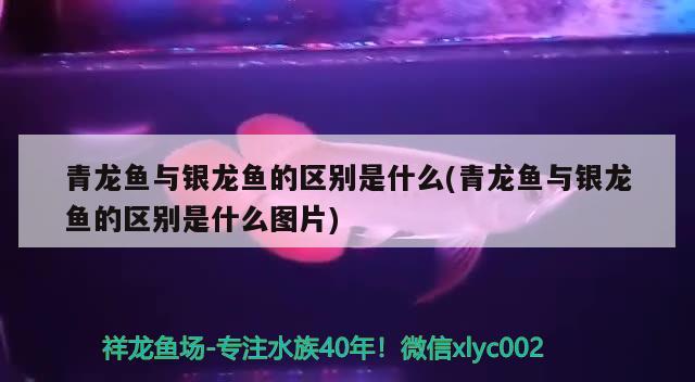 青龍魚與銀龍魚的區(qū)別是什么(青龍魚與銀龍魚的區(qū)別是什么圖片)