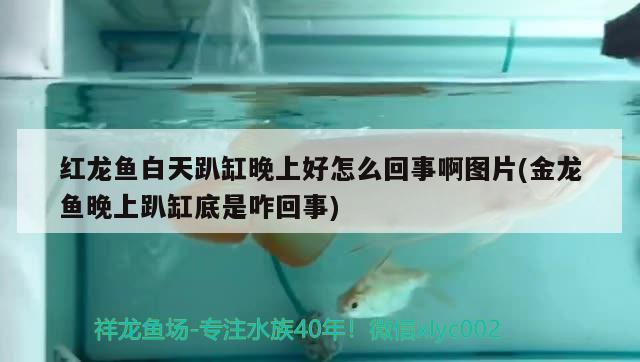 大泰虎46公分 泰國虎魚 第3張