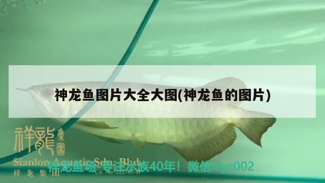 大泰虎46公分 泰國虎魚 第2張