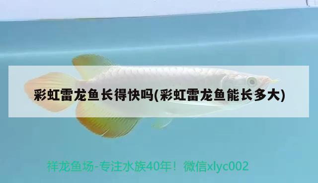 彩虹雷龍魚長得快嗎(彩虹雷龍魚能長多大) 其它水族用具設備