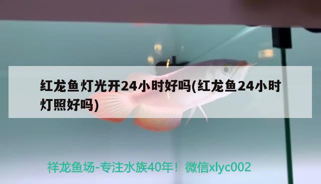 幫忙看下 想收這個(gè)豬鼻龜 10公分 多少錢合適 豬鼻龜百科 第2張