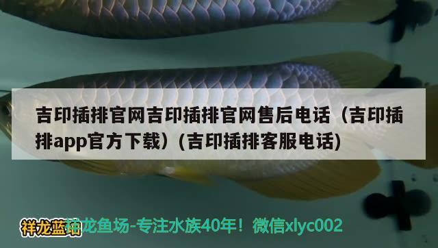 幫忙看下 想收這個(gè)豬鼻龜 10公分 多少錢合適 豬鼻龜百科 第1張