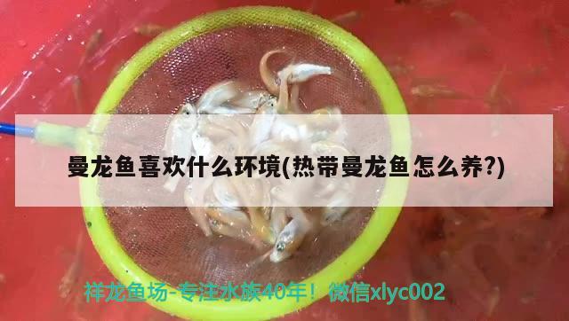 龍魚如何挑選？，如何挑選一條好的龍魚