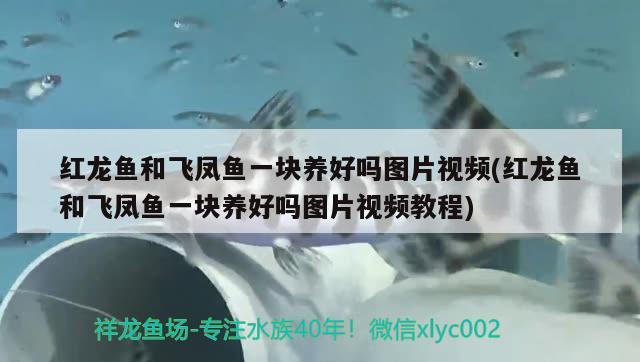 紅龍魚和飛鳳魚一塊養(yǎng)好嗎圖片視頻(紅龍魚和飛鳳魚一塊養(yǎng)好嗎圖片視頻教程) 飛鳳魚 第2張