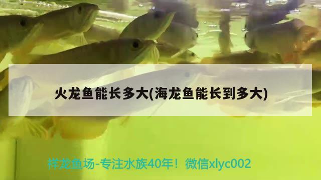 火龍魚能長多大(海龍魚能長到多大) 帝王迷宮魚 第2張