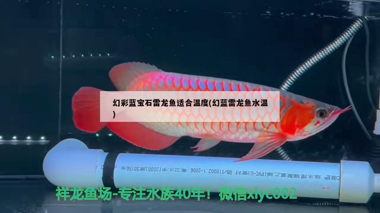 幻彩藍寶石雷龍魚適合溫度(幻藍雷龍魚水溫) 招財戰(zhàn)船魚