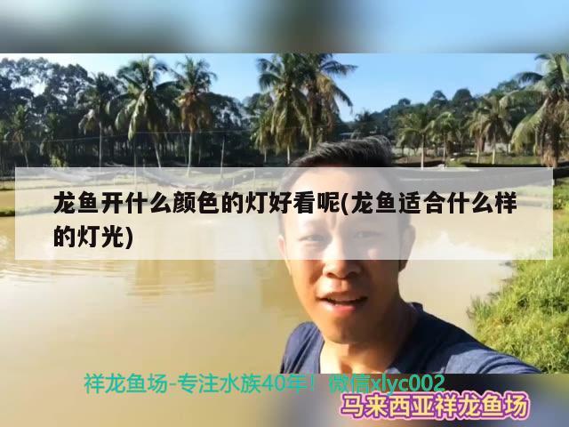 龍魚開什么顏色的燈好看呢(龍魚適合什么樣的燈光)