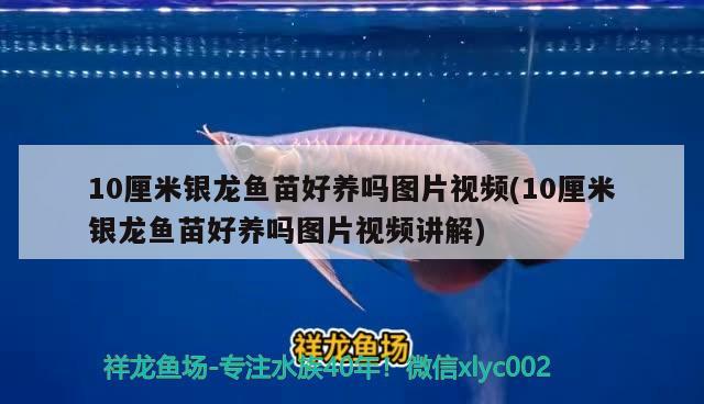 生態(tài)魚缸造景的七大常用材料，，家居水景丨利用舊魚缸改造的雨林缸造景應(yīng)該怎么做 魚缸等水族設(shè)備 第3張