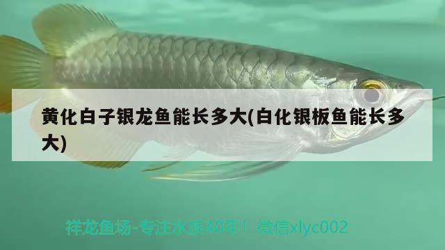 黃化白子銀龍魚能長多大(白化銀板魚能長多大) 銀龍魚