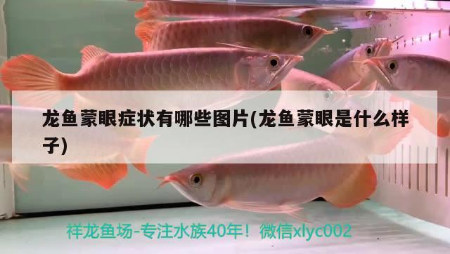 龍魚(yú)蒙眼癥狀有哪些圖片(龍魚(yú)蒙眼是什么樣子)