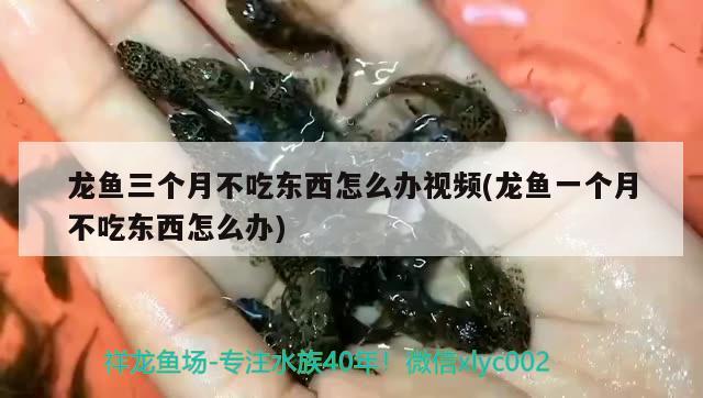 龍魚三個(gè)月不吃東西怎么辦視頻(龍魚一個(gè)月不吃東西怎么辦)