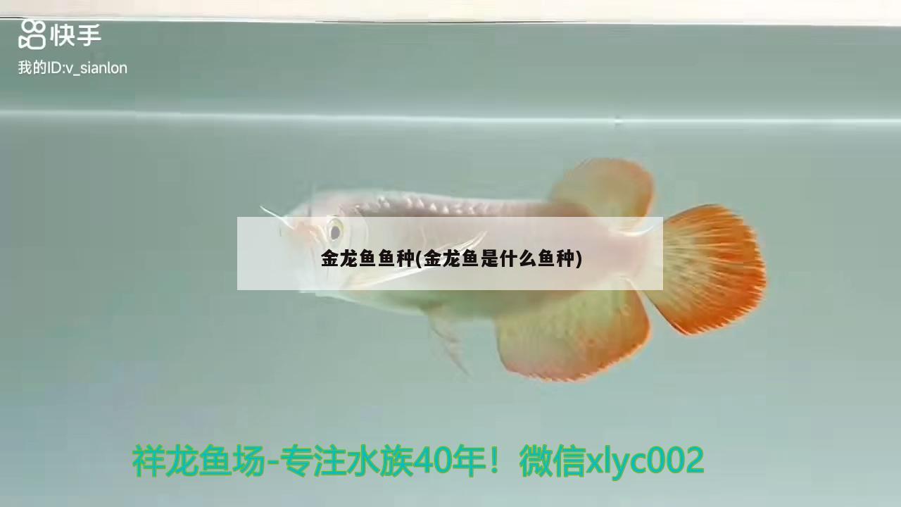 金龍魚魚種(金龍魚是什么魚種)