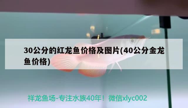 30公分的紅龍魚(yú)價(jià)格及圖片(40公分金龍魚(yú)價(jià)格) 朱巴利魚(yú)苗