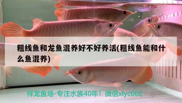 粗線魚和龍魚混養(yǎng)好不好養(yǎng)活(粗線魚能和什么魚混養(yǎng)) 龍鳳鯉魚