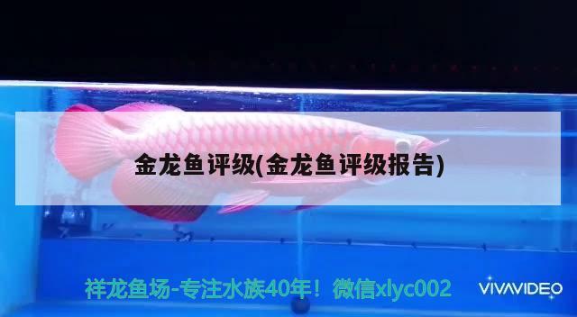 金龍魚評級(金龍魚評級報告)