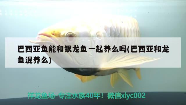 巴西亞魚能和銀龍魚一起養(yǎng)么嗎(巴西亞和龍魚混養(yǎng)么) 巴西亞魚