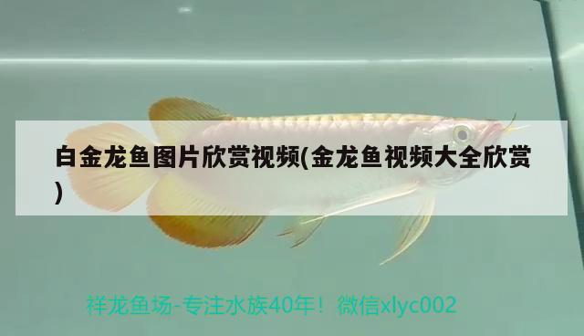 白金龍魚圖片欣賞視頻(金龍魚視頻大全欣賞) 暹羅巨鯉