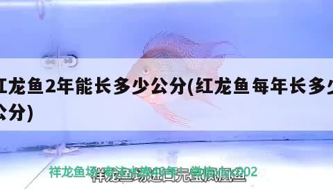 銀龍魚怎么喂養(yǎng),需要注意什么問題呢：銀龍魚如何喂養(yǎng)