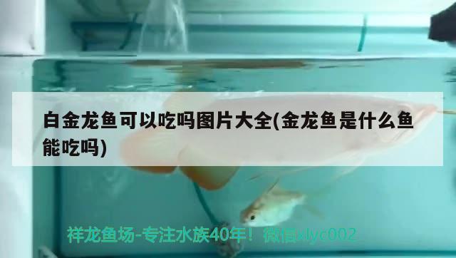 白金龍魚可以吃嗎圖片大全(金龍魚是什么魚能吃嗎) 三色錦鯉魚