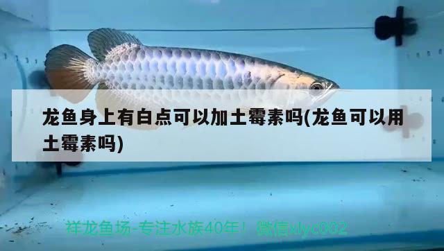 龍魚身上有白點(diǎn)可以加土霉素嗎(龍魚可以用土霉素嗎)