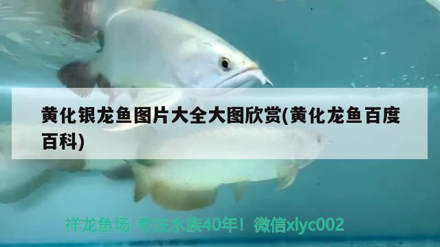 黃化銀龍魚圖片大全大圖欣賞(黃化龍魚百度百科)