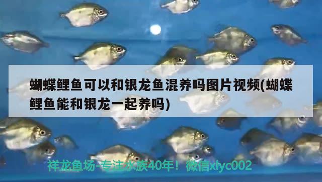 蝴蝶鯉魚可以和銀龍魚混養(yǎng)嗎圖片視頻(蝴蝶鯉魚能和銀龍一起養(yǎng)嗎)