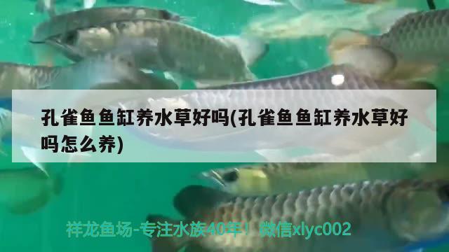 孔雀魚魚缸養(yǎng)水草好嗎(孔雀魚魚缸養(yǎng)水草好嗎怎么養(yǎng)) 水草