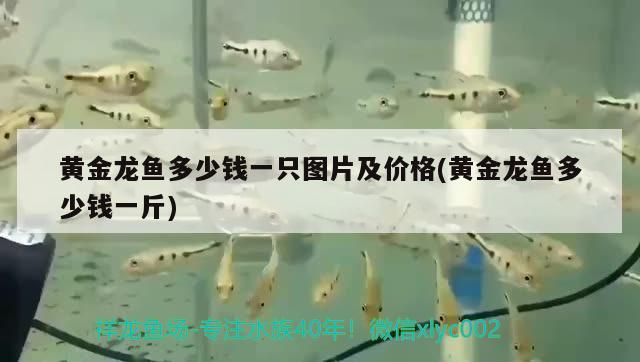 黃金龍魚多少錢一只圖片及價格(黃金龍魚多少錢一斤)