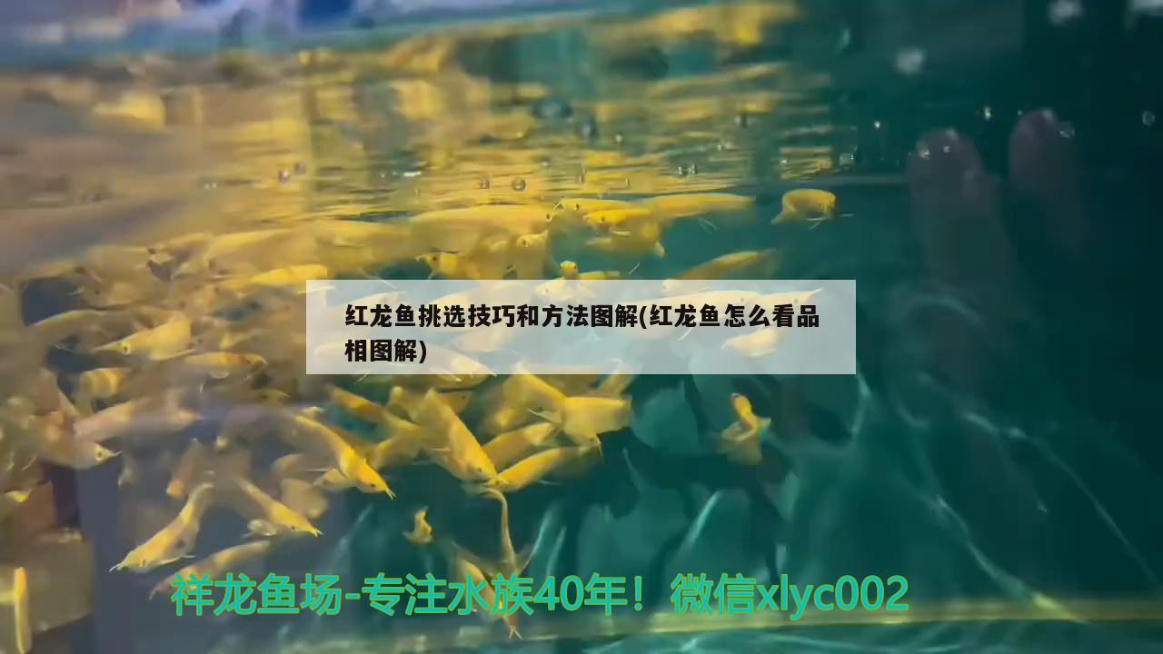 紅龍魚挑選技巧和方法圖解(紅龍魚怎么看品相圖解)