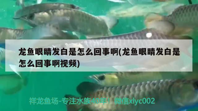 龍魚眼睛發(fā)白是怎么回事啊(龍魚眼睛發(fā)白是怎么回事啊視頻) 黃金斑馬魚