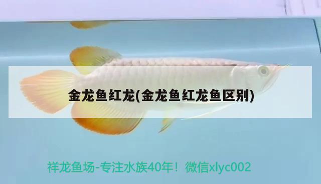 紅龍魚(yú)排行榜圖片高清大圖(最好的紅龍魚(yú)) 玫瑰銀版魚(yú) 第3張