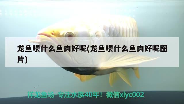 龍魚喂什么魚肉好呢(龍魚喂什么魚肉好呢圖片) 白子關(guān)刀魚