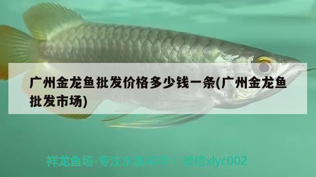 廣州金龍魚批發(fā)價(jià)格多少錢一條(廣州金龍魚批發(fā)市場(chǎng)) 龍魚批發(fā)