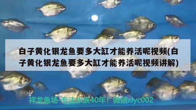 長沙觀魚池生產廠家及電話長沙觀賞魚池生產廠家及電話長沙觀賞魚池生產廠家，長沙觀賞魚池生產廠家 肥料 第2張