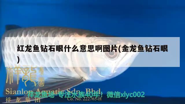 紅龍魚鉆石眼什么意思啊圖片(金龍魚鉆石眼) 龍魚芯片掃碼器