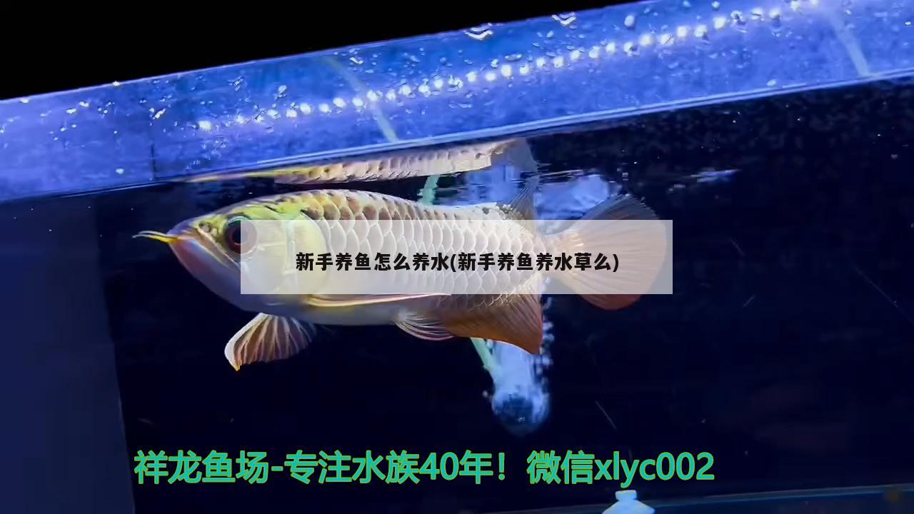 新手養(yǎng)魚怎么養(yǎng)水(新手養(yǎng)魚養(yǎng)水草么)