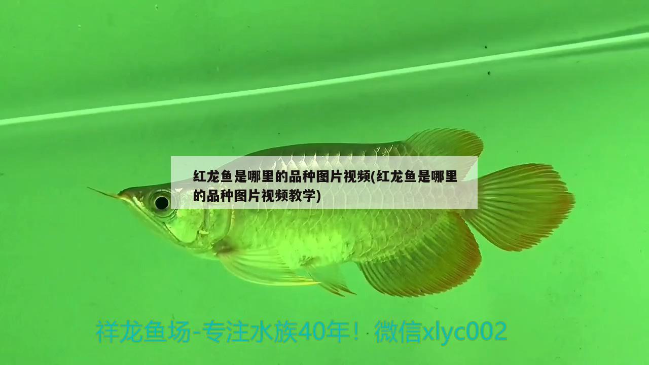 紅龍魚是哪里的品種圖片視頻(紅龍魚是哪里的品種圖片視頻教學) 巴西亞魚苗