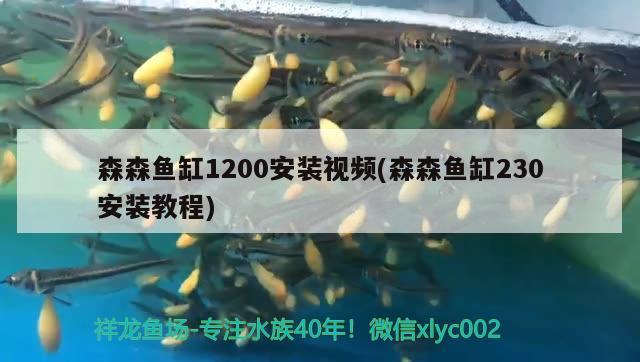 森森魚缸1200安裝視頻(森森魚缸230安裝教程)