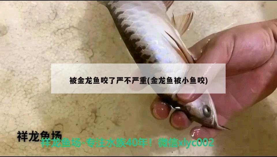 被金龍魚咬了嚴(yán)不嚴(yán)重(金龍魚被小魚咬) 龍鳳鯉魚