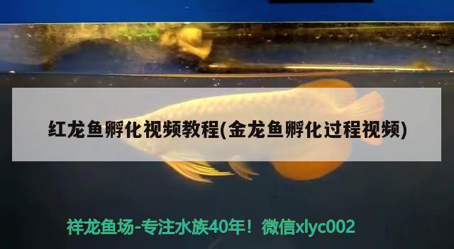 紅龍魚孵化視頻教程(金龍魚孵化過程視頻)